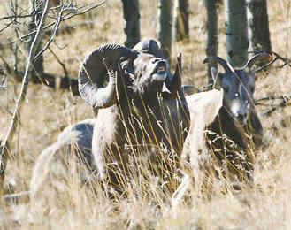 Big Horn Ram with ewes