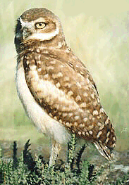 [Burrowing Owl]