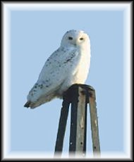 Snowy Owl - Male