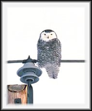 Snowy Owl - Female