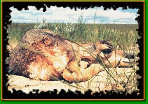 Antelope Calf